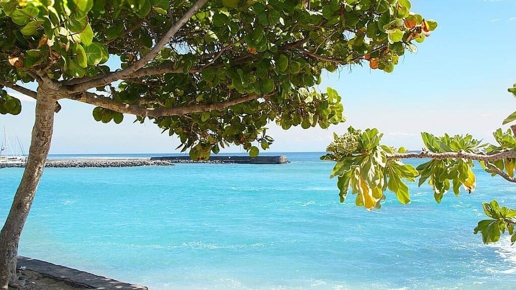 tree in the beach paradise caribbean