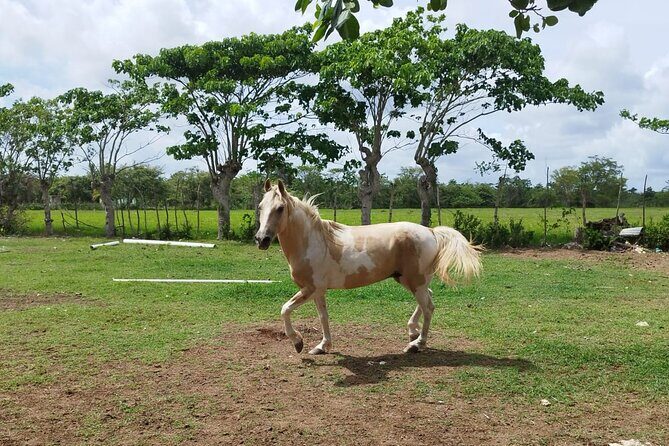 2-Hour Horseback Riding Tour at Sunset from Punta Cana - Photography: how to get the pictures you’ll actually want