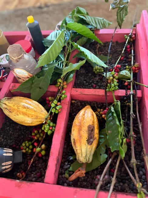 Buggy Tour in Punta Cana: Mamajuana - Coffee - Swimming in Cenote and Macao Beach - Buggy Day Trips From Punta Cana Start With Real Pickup Time