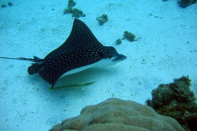 Catalina Island - Snorkeling tour on a luxury catamaran - The Aquarium area and lunch onboard: eating well while the day keeps moving