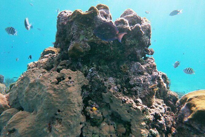 Catamaran Party Cruise with Snorkeling & BBQ - Life Aboard the Catamaran: Party Energy With Real Ocean Time