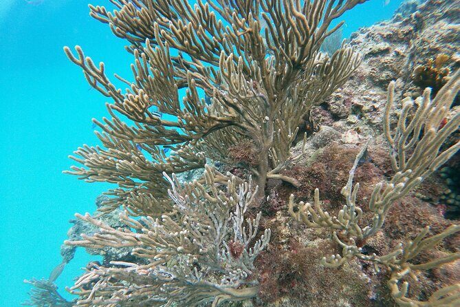Catamaran Party Cruise with Snorkeling & BBQ - Snorkeling at Two Reef Areas: How to Get More From Both Stops