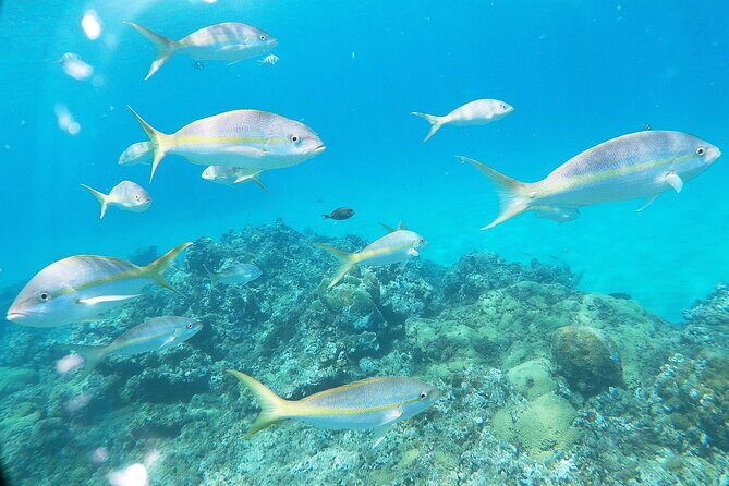 Catamaran Party Cruise with Snorkeling & BBQ - Water Conditions and Comfort: What to Keep in Mind