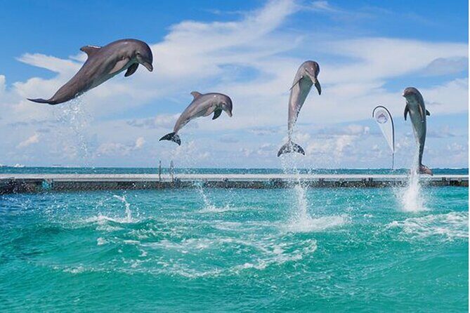 Catamaran Party in Punta Cana with Unlimited Drinks - Snorkeling Time and the Natural Pool Stop: The Part You’ll Remember