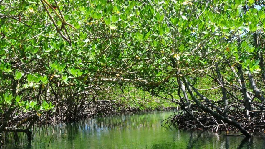 Cayo Arena: Paradise Island and Mangroves Tour - Should You Book This Tour?
