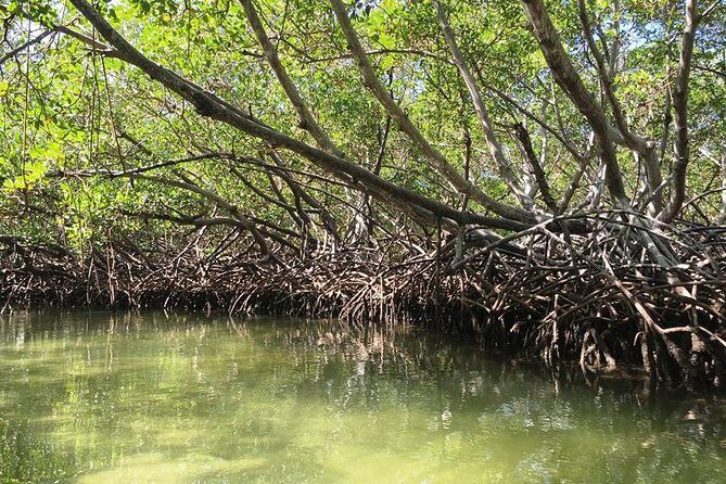 Cayo Arena, Paradise Island Tour - Cayo Arena Time: Snorkeling Gear, Guided Snorkel Tour, and Beach Breaks