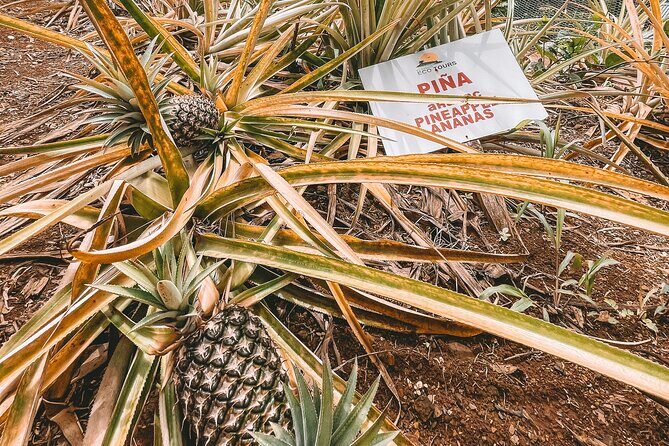 ECO TOUR Playa El Limon (Excursion Multi-activites) - Chocolate farm and the Colmado stop: what you learn with your senses