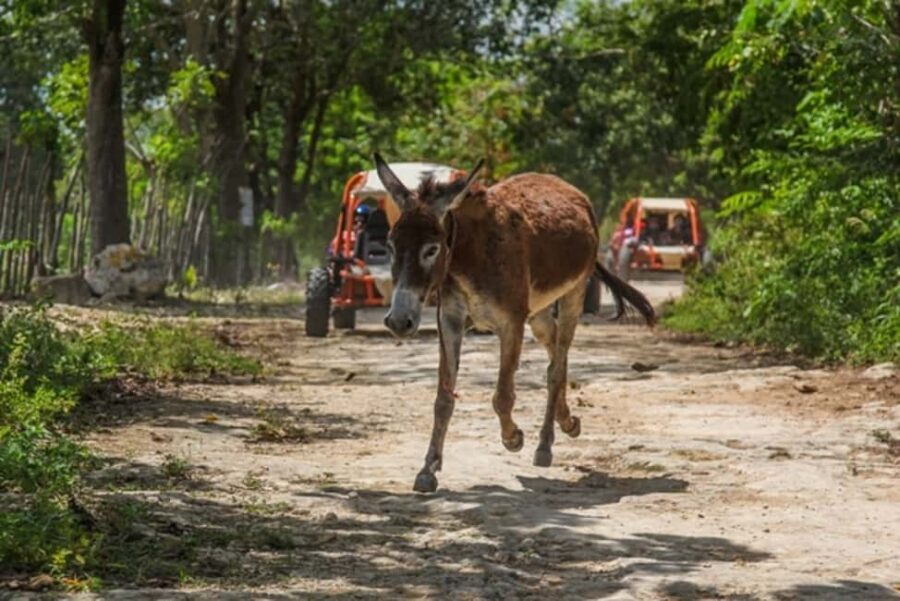 Flintstones Buggy, Cave and Adventure in Bavaro - The 10 km Off-Road Trail: Farms, Animals, and the Real Soundtrack of DR