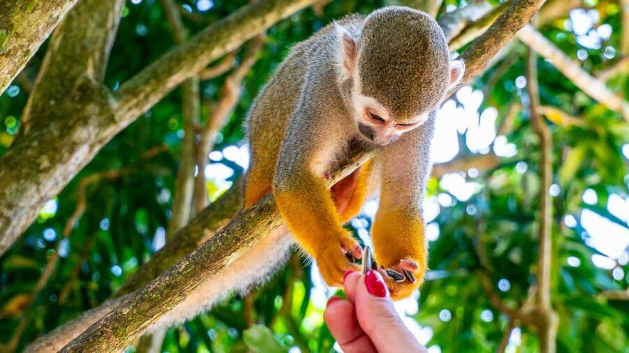 From Bayahibe: Half Day Monkeyland Safari - Key things to know before you go