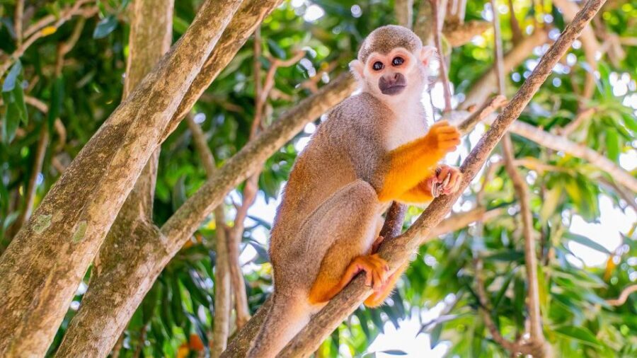 From Bayahibe: Half Day Monkeyland Safari - Who This Tour Is Best For (And Who Should Skip It)