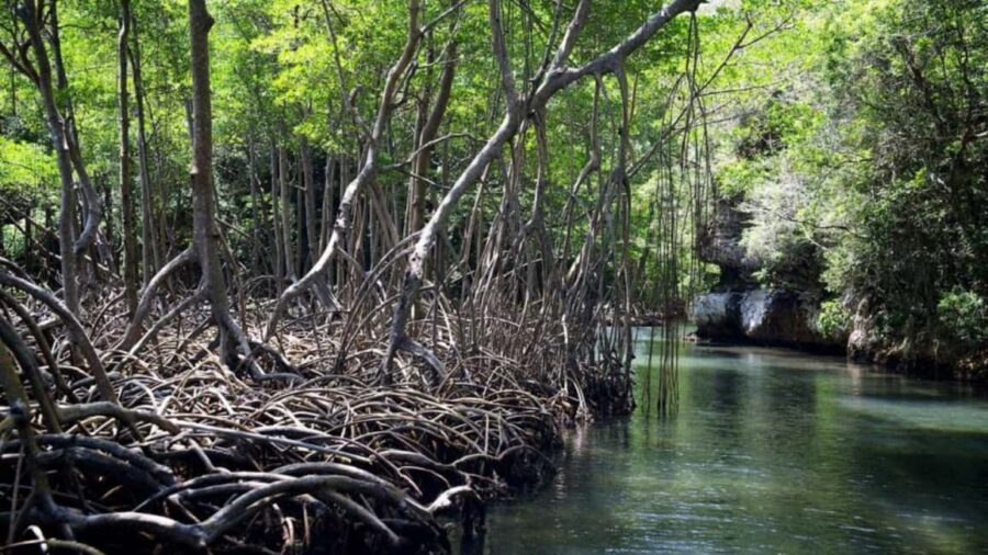 From Punta Cana: Los Haitises Guided Day Tour - Arena and Linea caves: Taíno pictograms and a slower kind of awe
