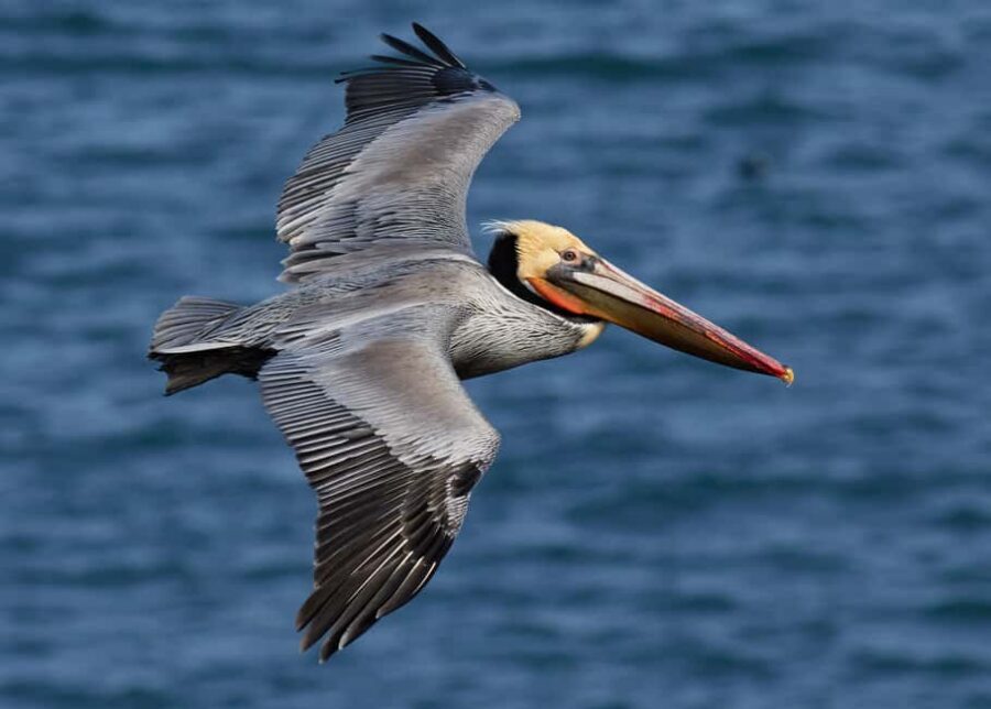 From Punta Cana: Los Haitises Trip with Montaña Redonda Tour - Key highlights worth aiming for