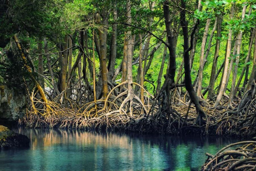 From Punta Cana: Los Haitises Trip with Montaña Redonda Tour - Caño Hondo boat trip: mangroves, mogotes, and pelican spotting
