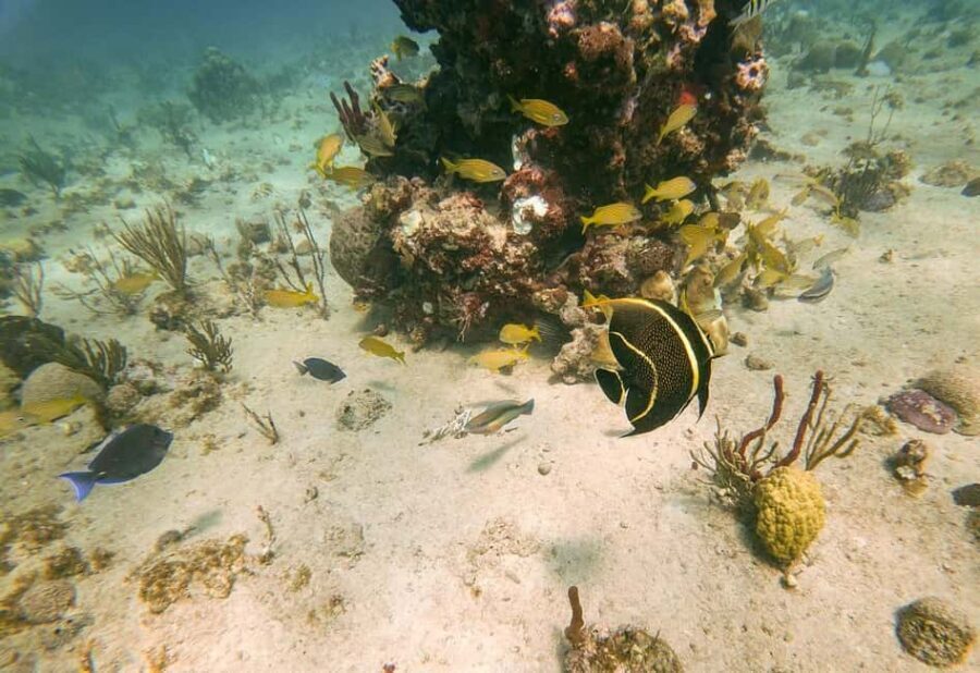 From Punta Cana or Bayahibe: Catalina Island with Snorkeling - The part that can disappoint: island discovery, chair comfort, and driver communication