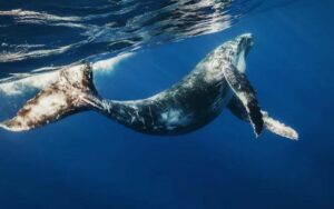 From Punta Cana: Sanctuary Whale Watching Day Trip - Punta Cana to Sabana de la Mar: the day starts early (and includes real travel time)