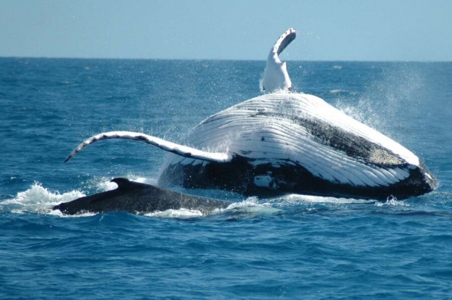 From Punta Cana: Sanctuary Whale Watching Day Trip - Cayo Levantado (Bacardi Island) Beach Time: When the Trip Slows Down