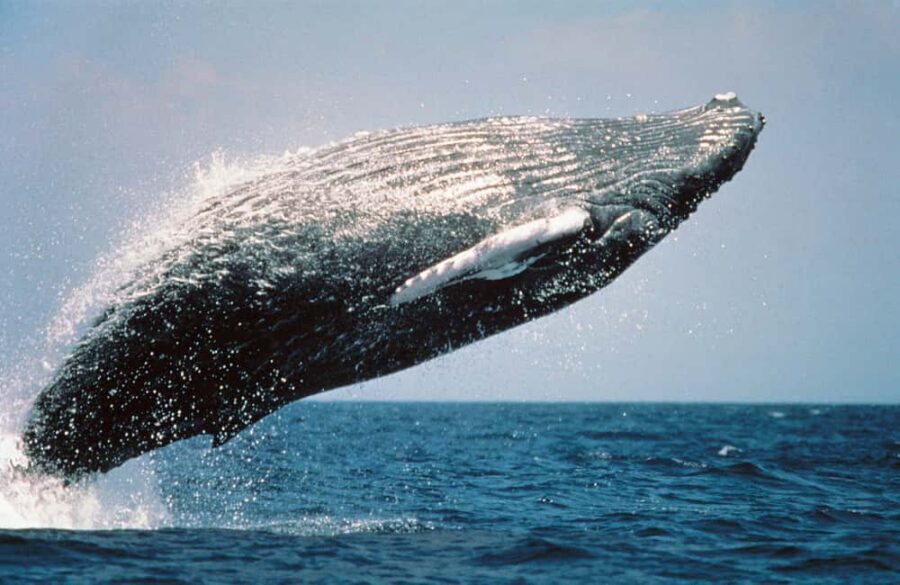 From Punta Cana: Sanctuary Whale Watching Day Trip - From Punta Cana to Miches: The Early-Morning Grind (and Why It Matters)