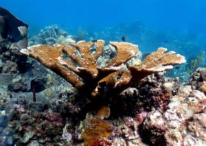 From Punta Cana: Small Group Catalina Island Snorkeling Tour - Timing That Works: Van Rides, Beach Break, and Natural Pool