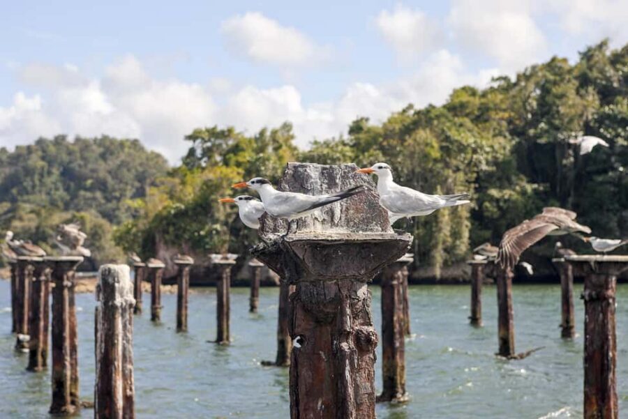 From Samana: Los Haitises Boat and Walking Tour with Lunch - The boat cruise through mangroves and islets