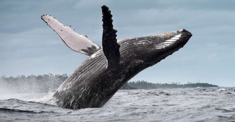 From Samaná: Whale Watching and Cayo Levantado Boat Tour - Boat, Weather, and Comfort: Small Things That Matter