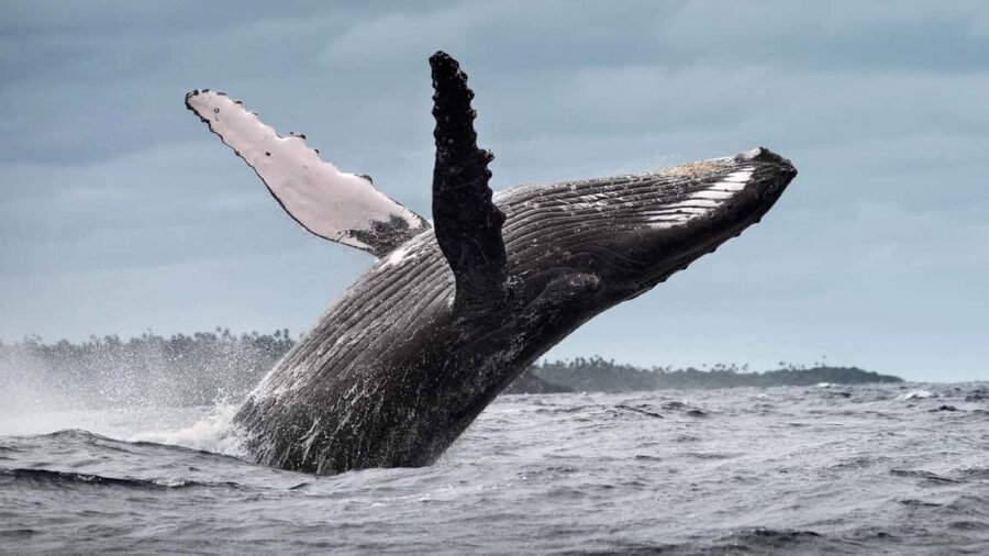 From Samaná: Whale Watching and Cayo Levantado Island Tour - Key Points to Know Before You Go