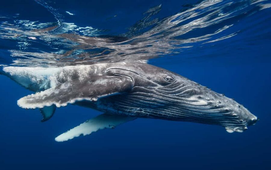 From Samaná: Whale Watching and Cayo Levantado Island Tour - Timing That Works: Whale Time, Then Island Calm