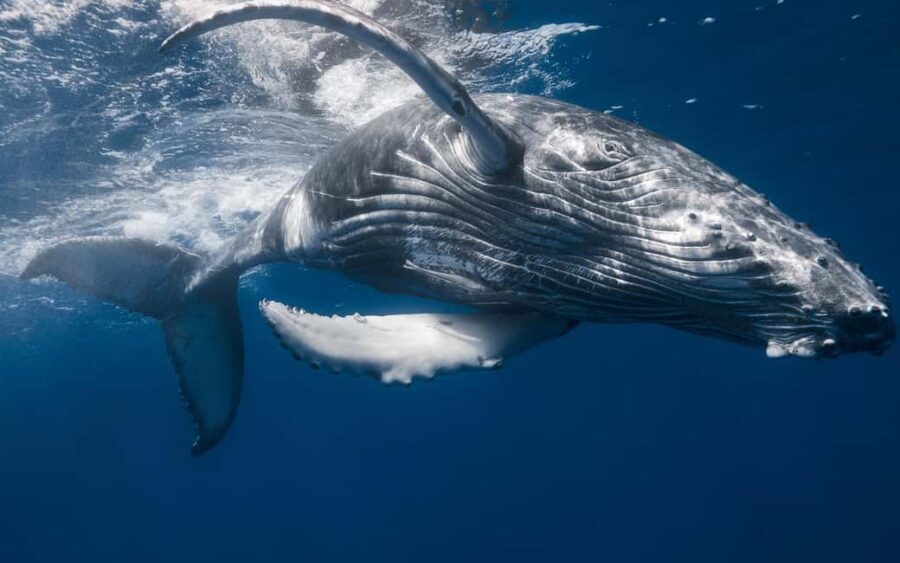 From Samaná: Whale Watching and Cayo Levantado Island Tour - Who Should Book This Tour (and Who Might Skip It)