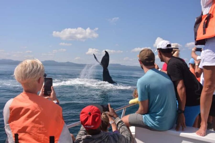 From Samaná: Whale Watching and Cayo Levantado Island Tour - Practical Tips to Make Your Day Smoother