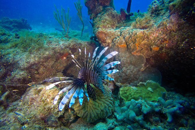 Full-Day Catalina Island Scuba Diving Tour from Punta Cana - Key Things That Make This Catalina Day Worth It