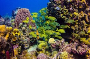 Full-Day Catalina Island Scuba Diving Tour from Punta Cana - Two Underwater Locations and What You’ll Likely See