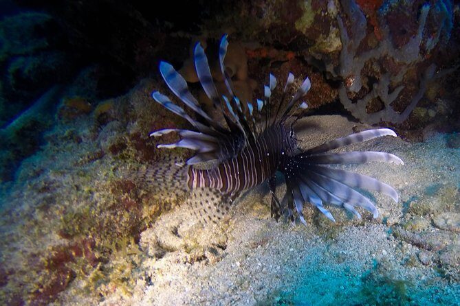 Full-Day Catalina Island Scuba Diving Tour from Punta Cana - Private Beach Time, Open Bar, and Dominican BBQ Lunch