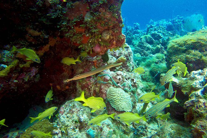 Full-Day Catalina Island Scuba Diving Tour from Punta Cana - Who Should Book This Tour (and Who Should Skip It)