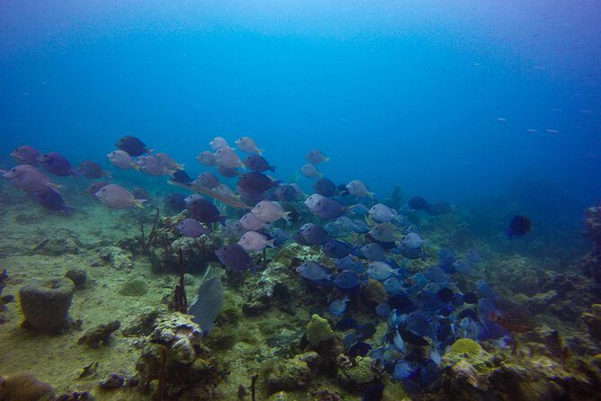 Full-Day Catalina Island Snorkeling Tour from Bavaro - Open Bar Value: Drinks Onboard and on the Beach