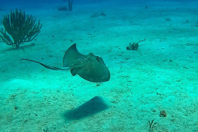 Full-Day Catalina Island Snorkeling Tour from Bavaro - Meet the Crew: Passion Paradise Adventures and Eileen