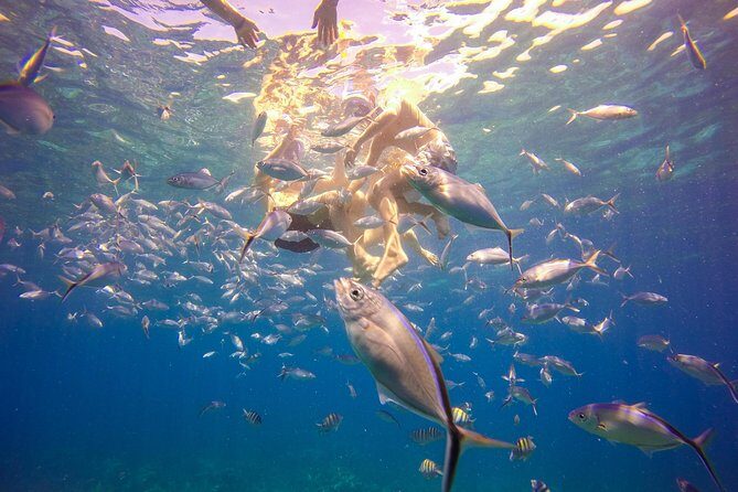 Full-Day Catalina Island Snorkeling Tour from Bavaro - Price and Logistics: Is $72 Worth It?