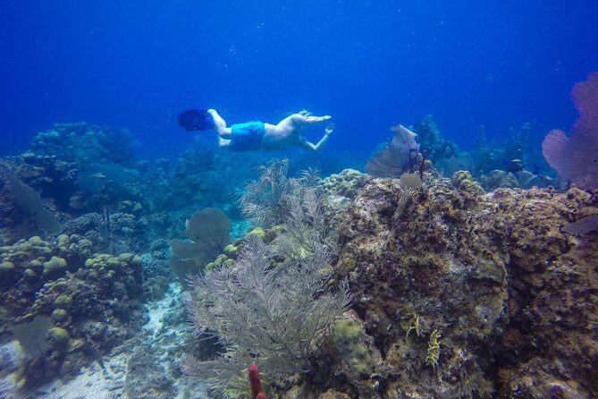 Full-Day Catalina Island Snorkeling Tour from Bavaro - Who Should Book This Catalina Tour from Bavaro