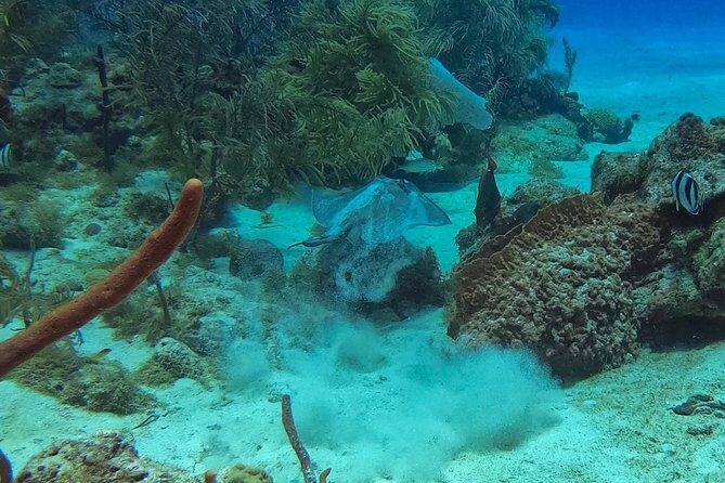 Full-Day Catalina Island Snorkeling Tour from La Romana - Getting there: pickup, timing, and what the 9-hour day really means