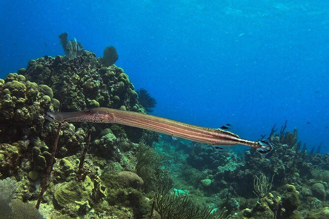 Full-Day Catalina Island Snorkeling Tour from La Romana - The Wall snorkeling stop: your best shot at clear water and fish