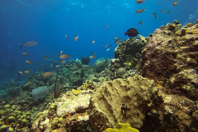 Full-Day Catalina Island Snorkeling Tour from La Romana - Pace, groups, and when the day feels disorganized