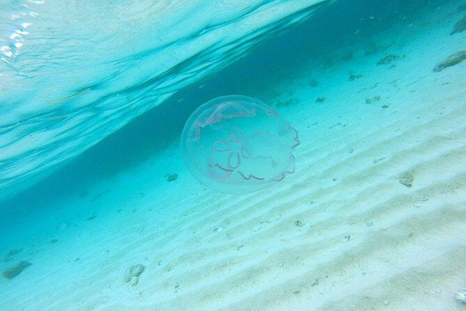 Full-Day Tour to Punta Rucia and Cayo Arena with Snorkeling - Punta Rucia lunch: the Dominican stop that gives you fuel