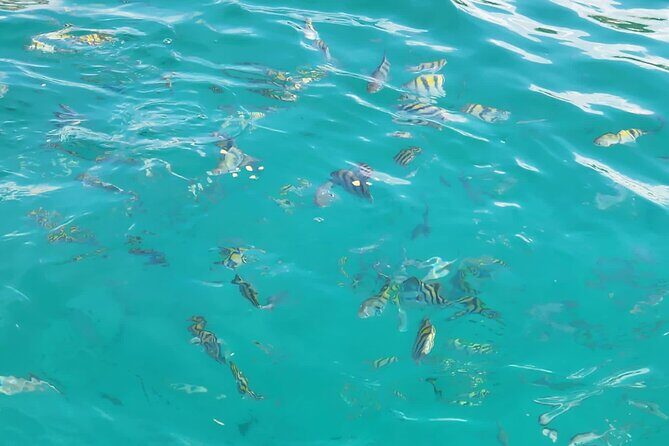 Half-day Private Catamaran Trip with Snorkeling - What I’d Confirm Before You Go: Boat Details, Drinks, and Expectations