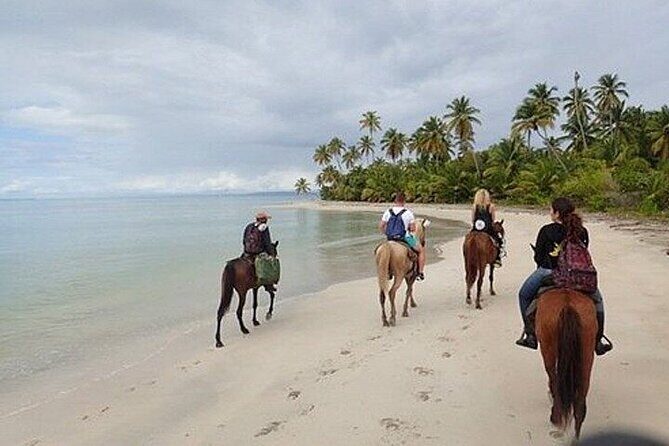 Horseback Riding on the Beaches of Punta Cana - What you’ll see on the beach: views, wildlife, and real nature time