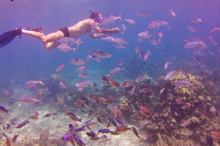 La Romana: Catalina Island Full-Day Snorkeling Tour - The Wall snorkeling: why this reef stop matters