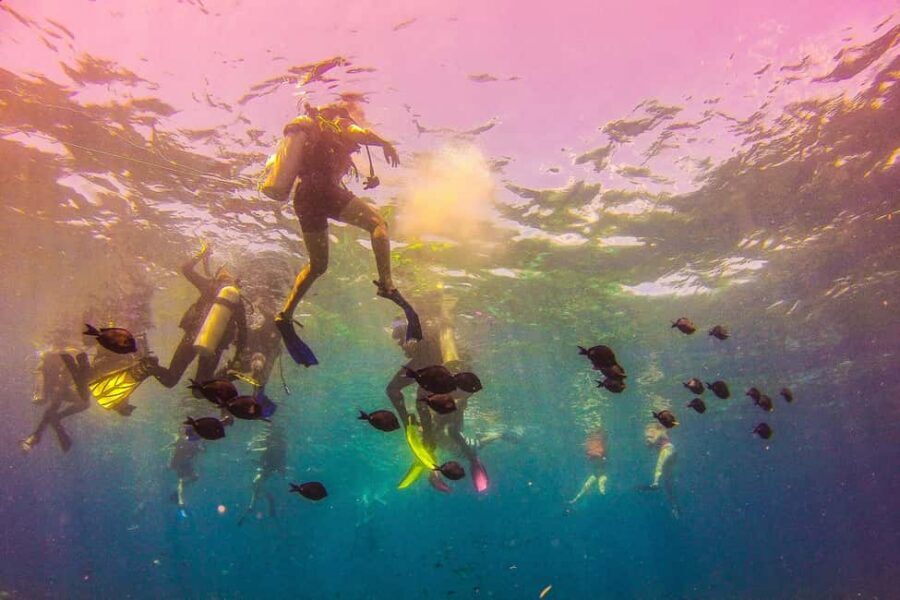 La Romana: Catalina Island Full-Day Snorkeling Tour - Price and value check for a $115 full-day day trip