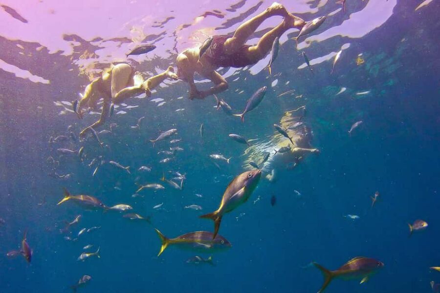 La Romana: Catalina Island Full-Day Snorkeling Tour - Gear, water clarity, and staying comfortable all day