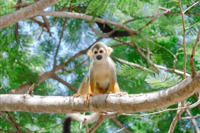 Monkey House VIP Experience with 4 species of monkeys, Punta Cana - How hotel pickup and check-in can work (and how to plan for it)