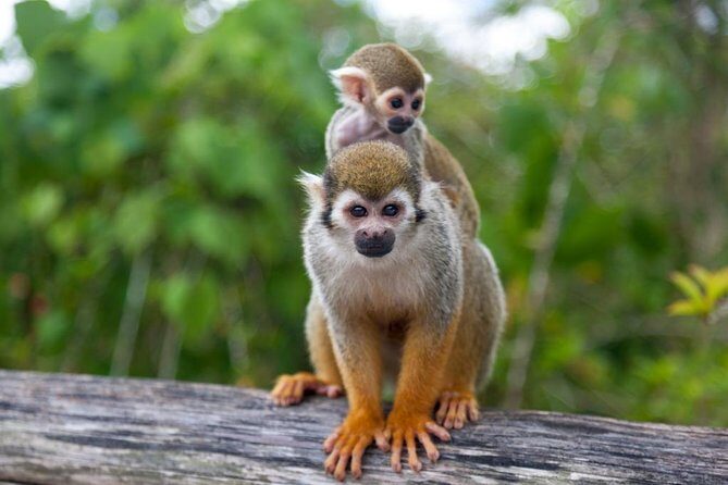 Monkeyland and Plantation Safari from La Romana - Monkeyland and Plantation Safari: the quick hits