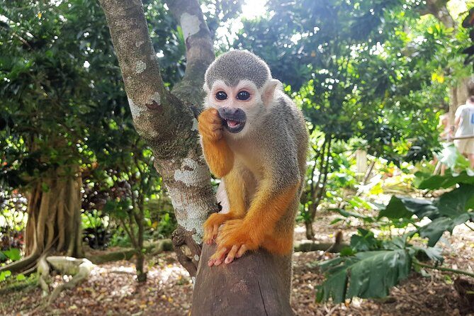 Monkeyland and Plantation Safari from La Romana - What to pack (and what to skip) for monkey safety