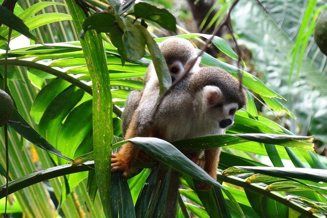 Monkeyland and Zipline Adventure from Puerto Plata - The Jungle Canopy Views: What the Lines Feel Like