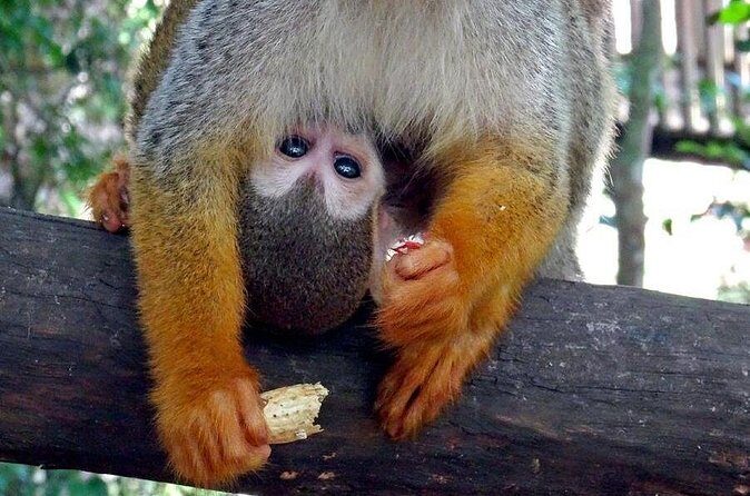 Monkeyland and Zipline Adventure from Puerto Plata - Food and Drinks: What You’ll Eat Between Monkey Jungle and Zip Lines